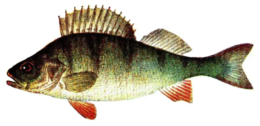 Abborre (Perca fluviatilis)