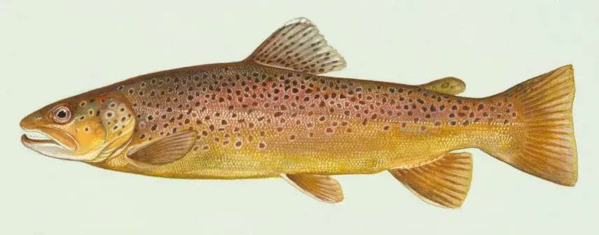 Bäcköring (Salmo trutta)