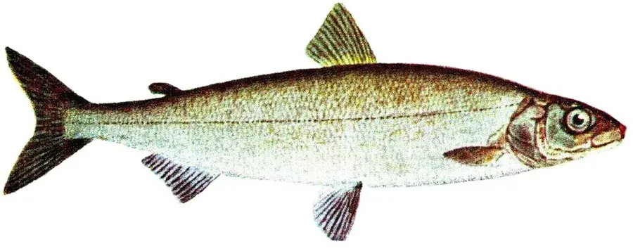 Sik (Coregonus lavaretus)