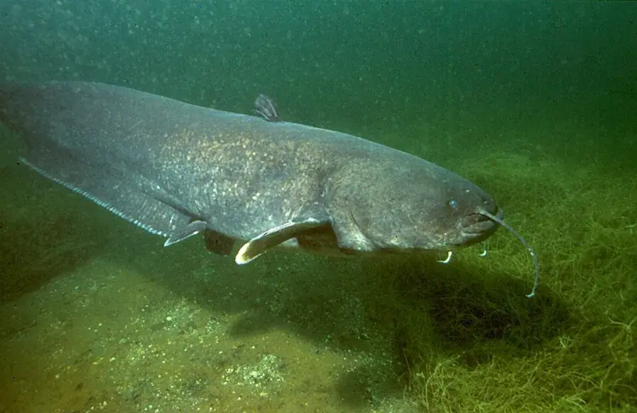 Mal (Silurus glanis)
