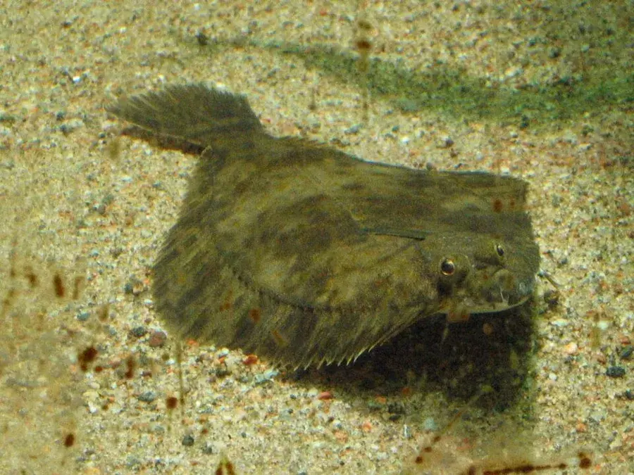 Skrubbskädda (Platichthys flesus)